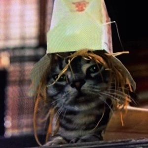 Meet your Posher, Isabelle